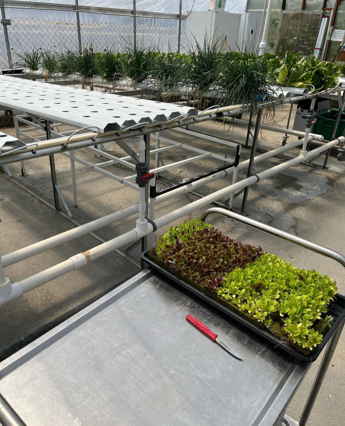 Urban Agriculture & Raised Bed Gardening