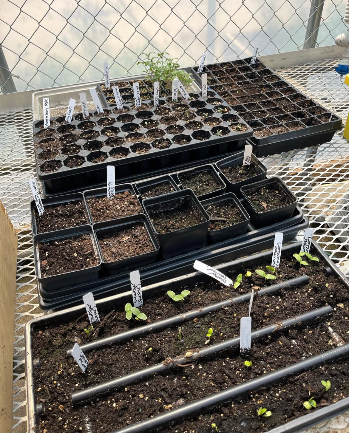 Urban Agriculture & Raised Bed Gardening